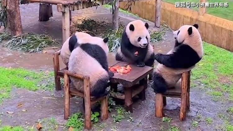 苹果版的吉林麻将
:四只大熊猫凑一桌像在打麻将 网友：巴适得很