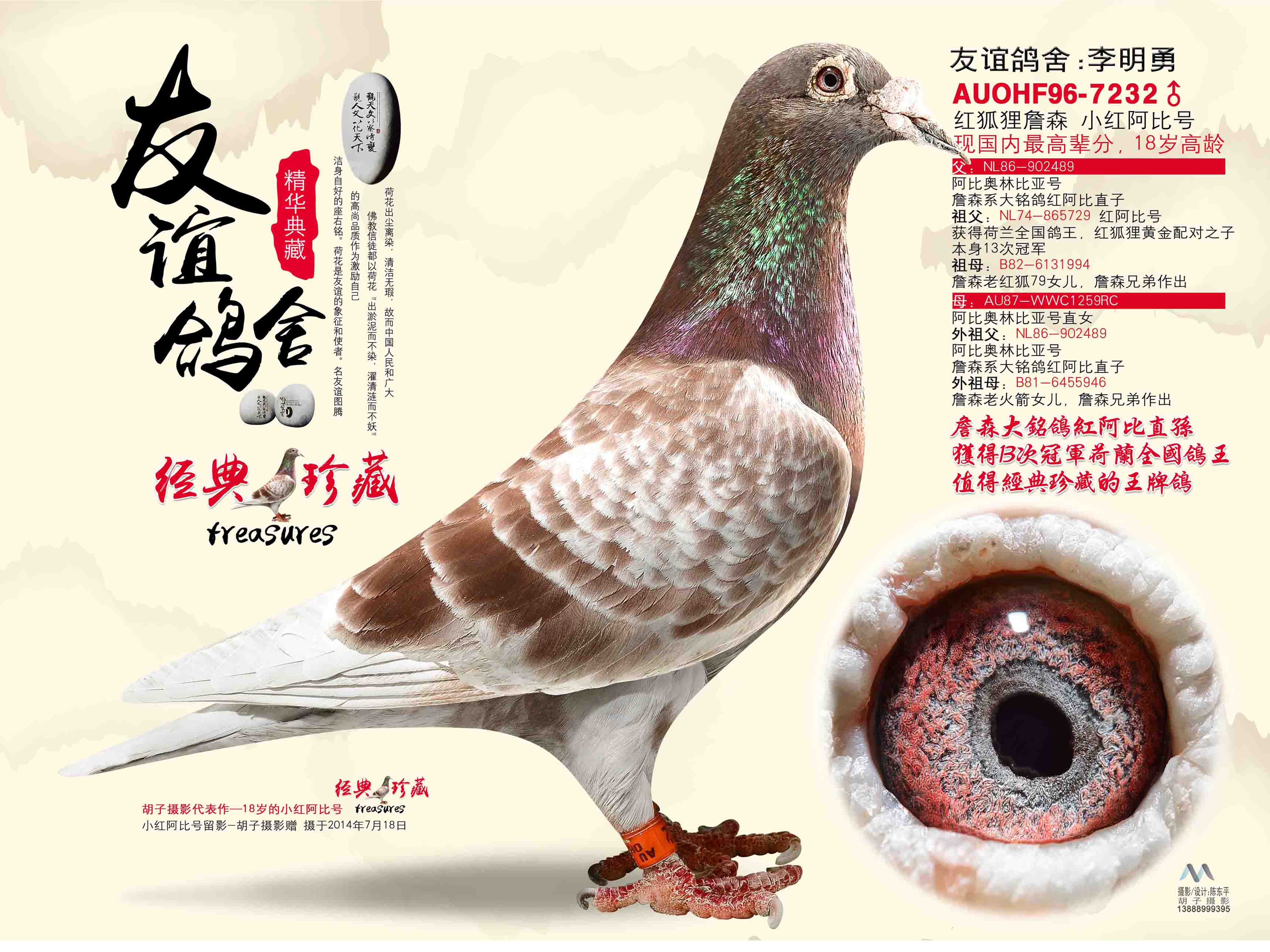 苹果版查鸽网信鸽足环查询系统全国赛鸽成绩查询网站-第2张图片-太平洋在线下载